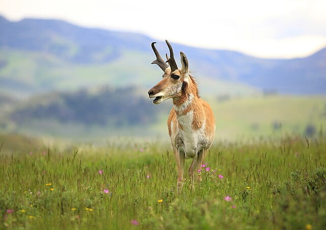 Adult male Pronghorn (Antilocapra americana) in Yellowstone National Park, USA