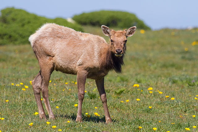 Juvenile male tule elk