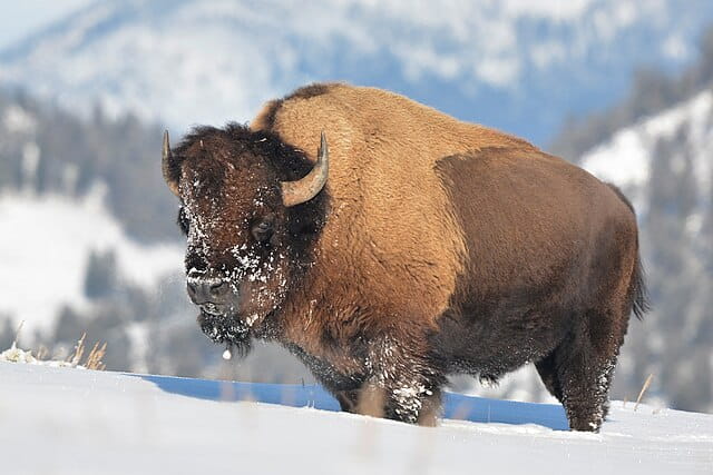 Bison bison in Yellowstone in winter
