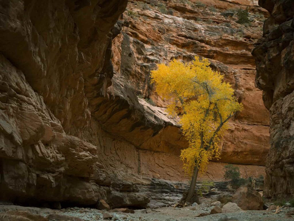 grand canyon cottonwood trees