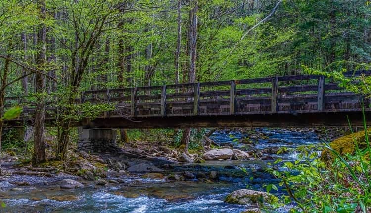 along drive to porters creek trail smoky mountains 