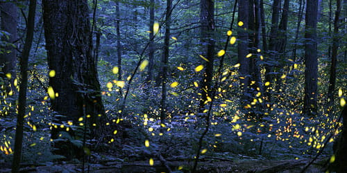 synchronous firefly viewing event