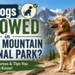 Are Dogs Allowed in Rocky Mountain National Park