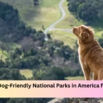 Best Dog-Friendly National Parks in America for Pet Owners