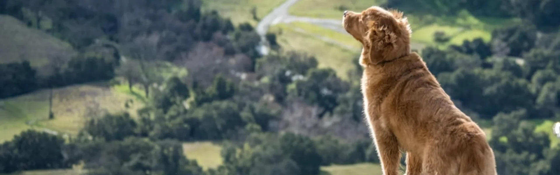 Best Dog-Friendly National Parks in America for Pet Owners