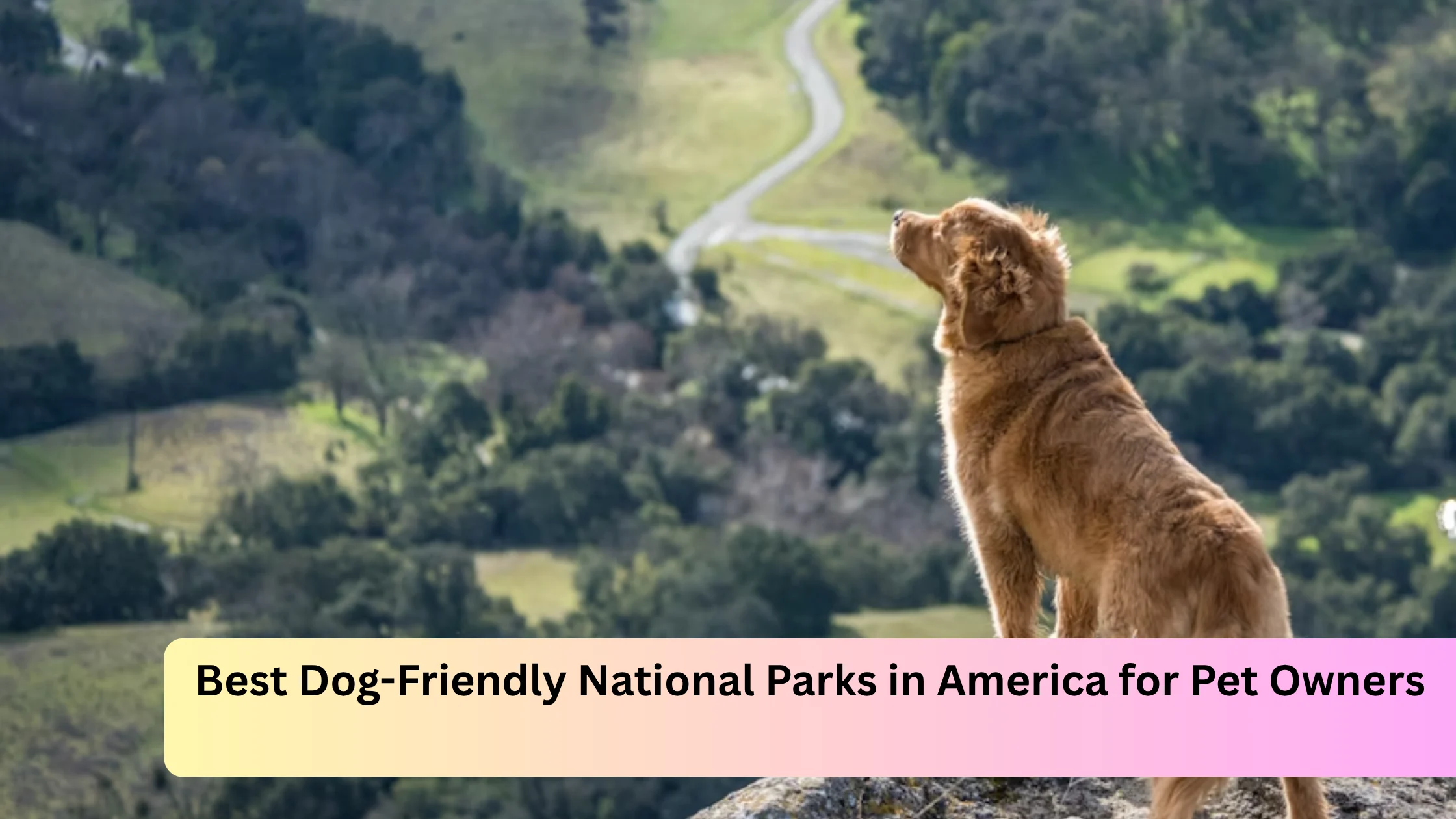Best Dog-Friendly National Parks in America for Pet Owners