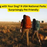 Traveling with Your Dog? 9 USA National Parks That Are Surprisingly Pet Friendly