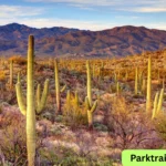 where is saguaro national park