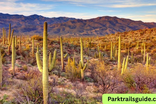 where is saguaro national park