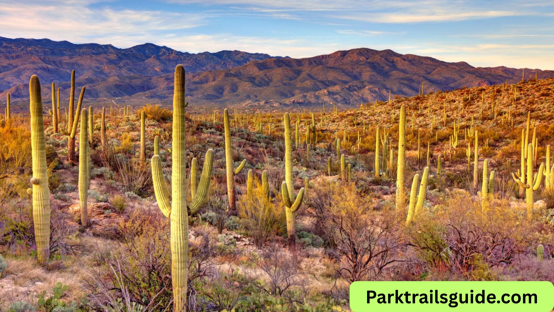 where is saguaro national park