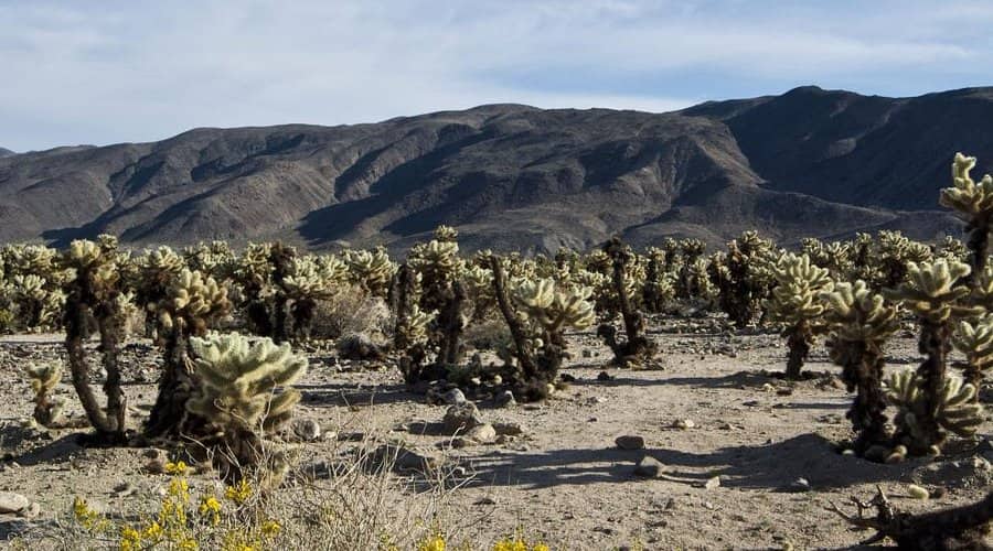 Cholla Cactus Garden joshua tree