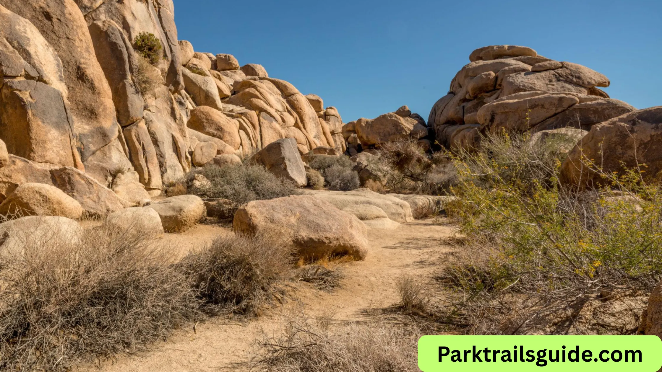 where is joshua tree national park