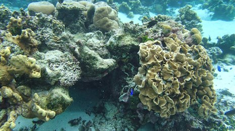 Dry Tortugas Little Africa Reef
