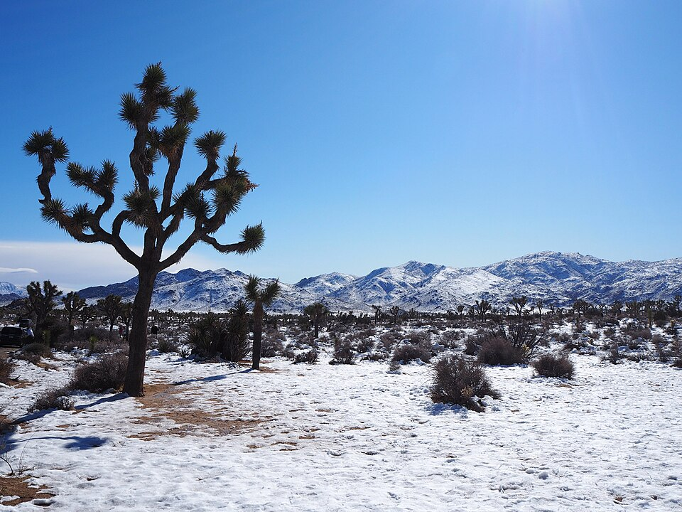 Joshua Tree National Park